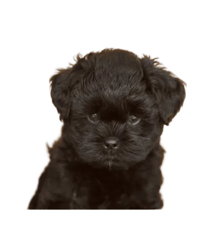 Affenpinscher