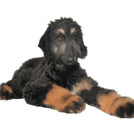 Afghanischer Windhund welpe