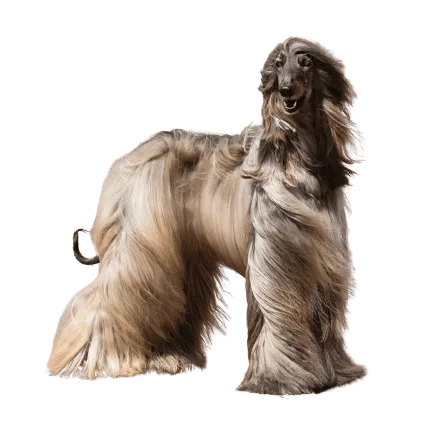 Afghanischer Windhund
