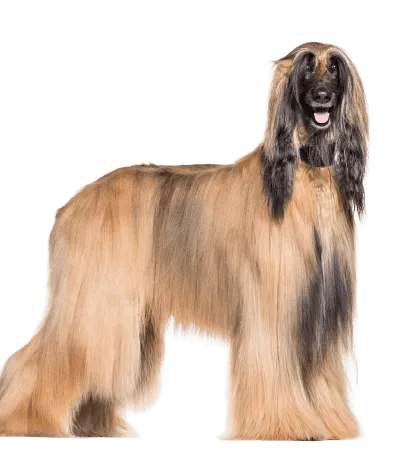 Afghanischer Windhund