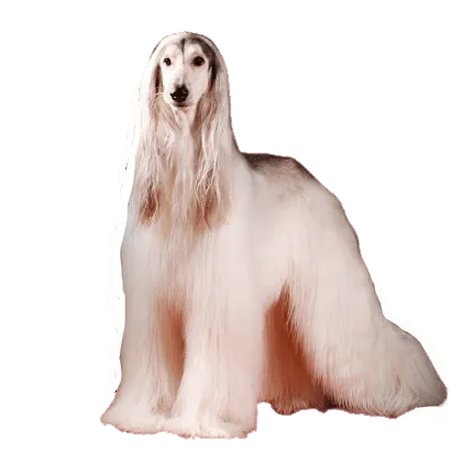 Afghanischer Windhund