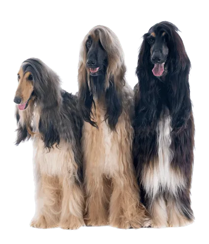 Afghanischer Windhund