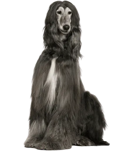 Afghanischer Windhund