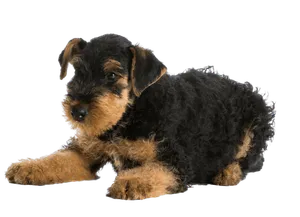 Airedale Terrier (6)