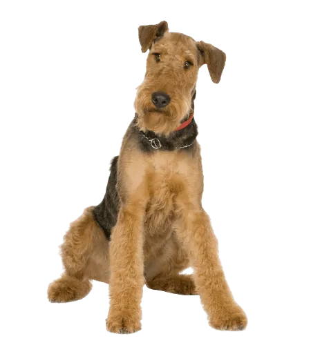 Bild für Airedale Terrier