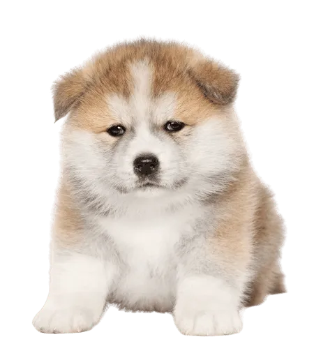 Bild für Akita