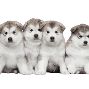 Alaskan Malamute (6)
