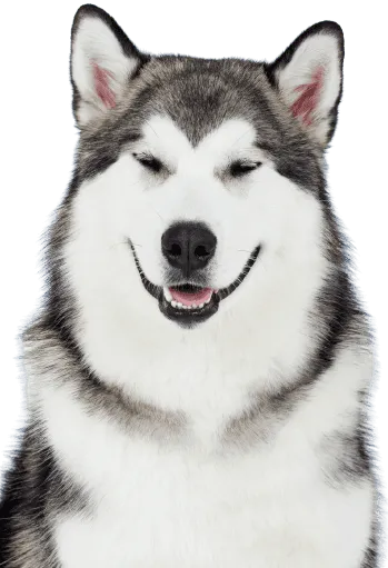 Alaskan Malamute Welpen