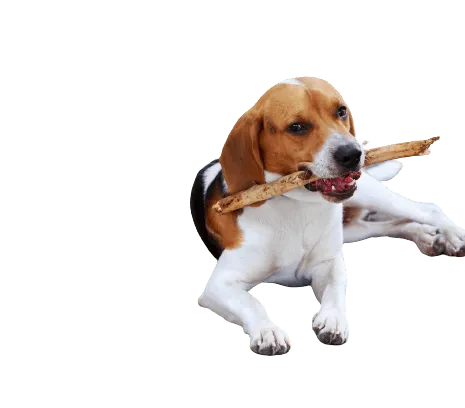 American-Foxhound-2