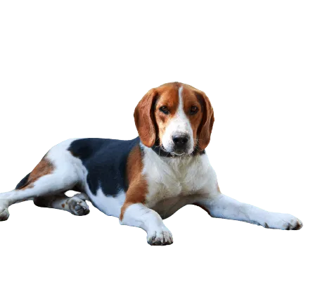American-Foxhound-1