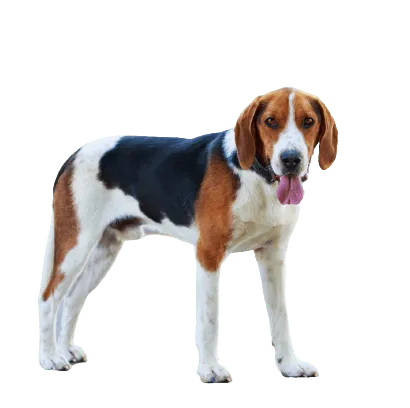 American-Foxhound-3