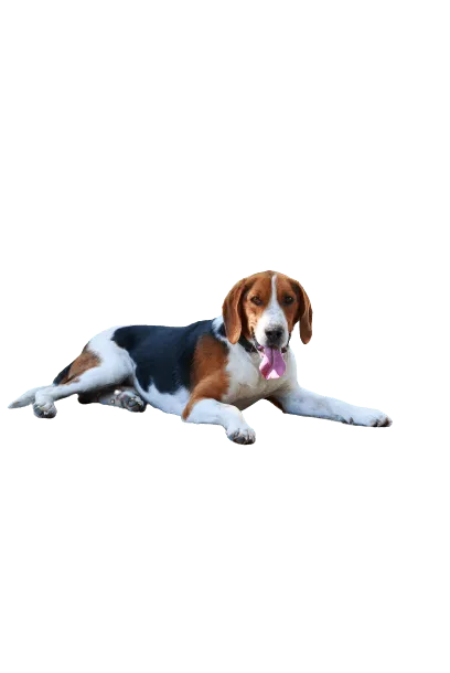 American-Foxhound-4