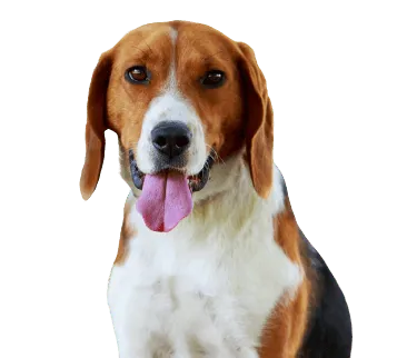 American Foxhound Bild