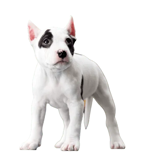 American Staffordshire Terrier