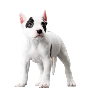 American Staffordshire Terrier