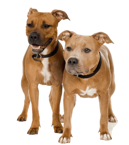 American Staffordshire Terrier