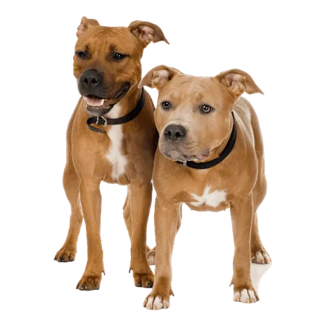 American Staffordshire Terrier
