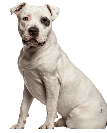 American Staffordshire Terrier