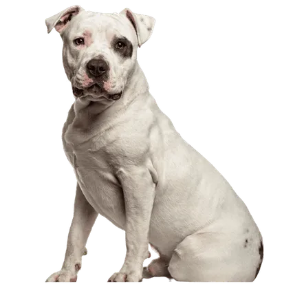 American Staffordshire Terrier