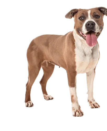 American Staffordshire Terrier