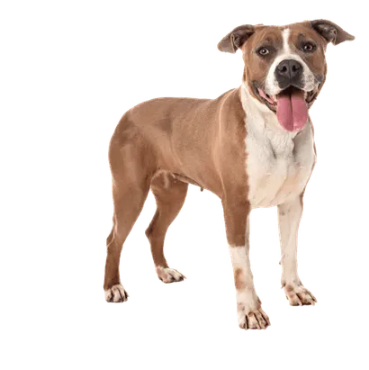 American Staffordshire Terrier