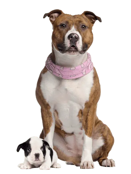 American Staffordshire Terrier