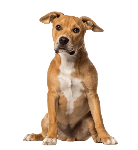 American Staffordshire Terrier Bild