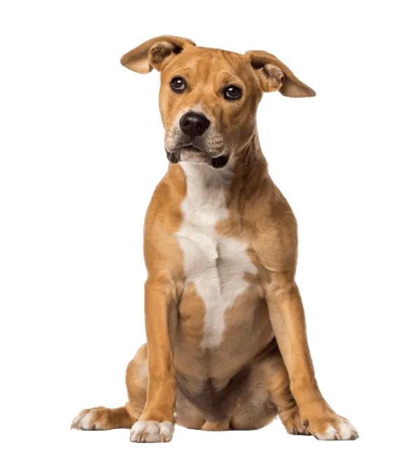 American Staffordshire Terrier Bild