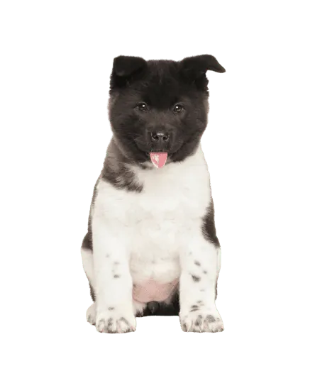 Amerikanische Akita