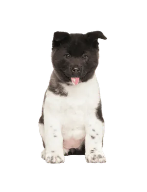Amerikanische Akita