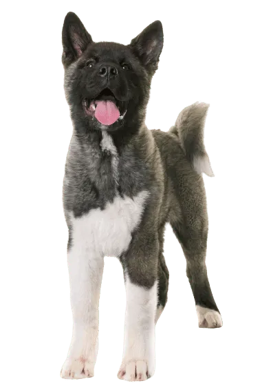 Amerikanische Akita