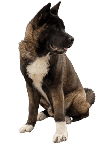 Amerikanische Akita