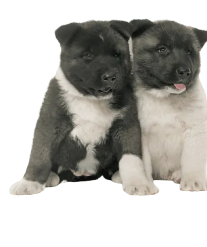 Amerikanische Akita