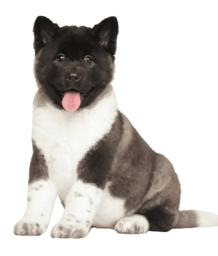 Amerikanische Akita