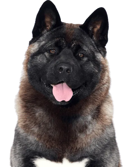Amerikanischer Akita