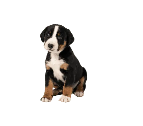 Appenzeller Sennenhund