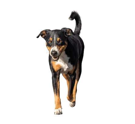 Appenzeller Sennenhund