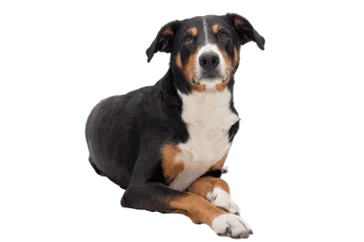 Appenzeller Sennenhund