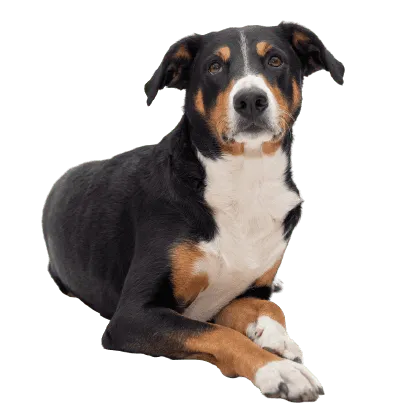 Appenzeller Sennenhund