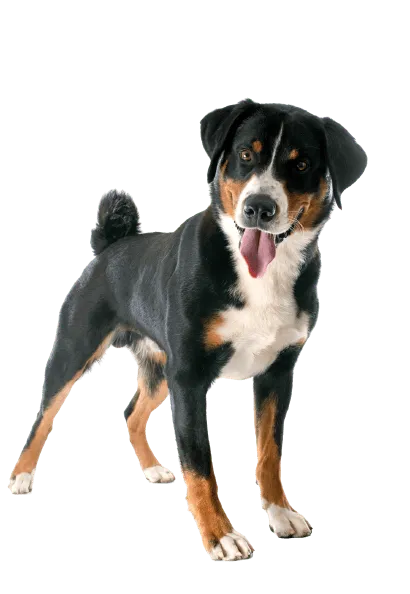 Appenzeller Sennenhund