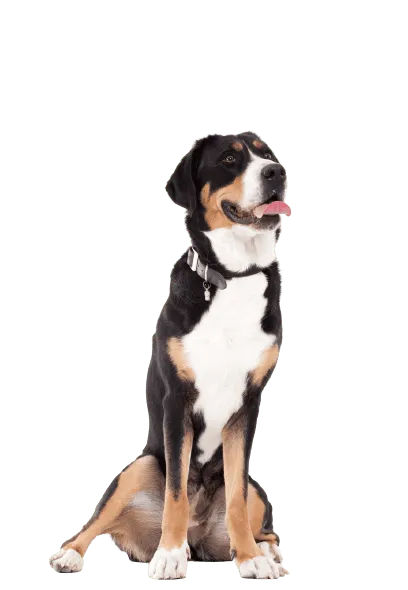 Appenzeller Sennenhund