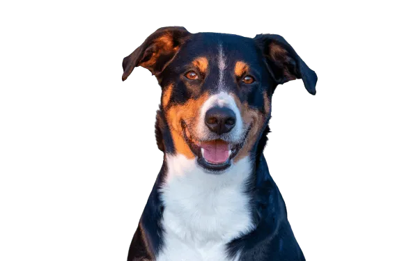 Appenzeller Sennenhund