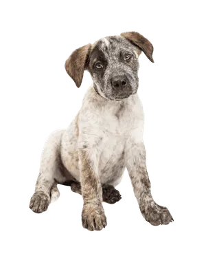 Australian Cattle Dog (3)