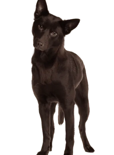 Australian Kelpie