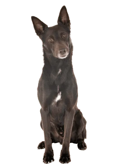 Australian Kelpie