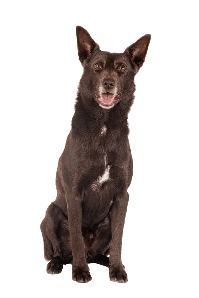 Australian Kelpie