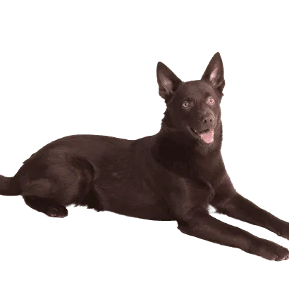 Australian Kelpie