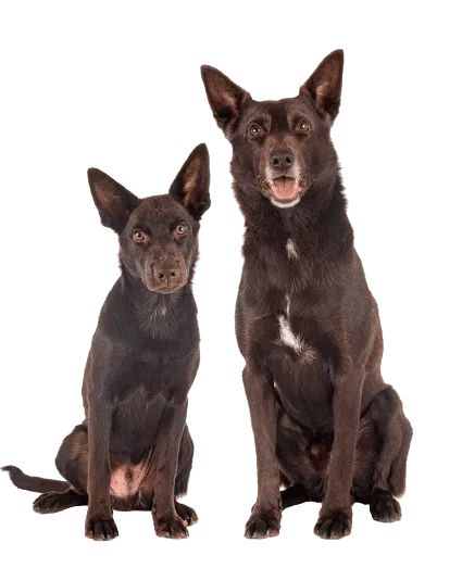 Australian Kelpie