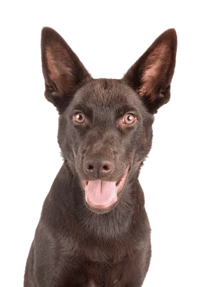 Australian Kelpie Bild