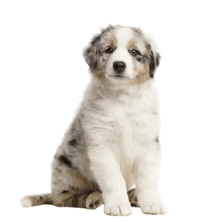 Australischer Schäferhund Welpe